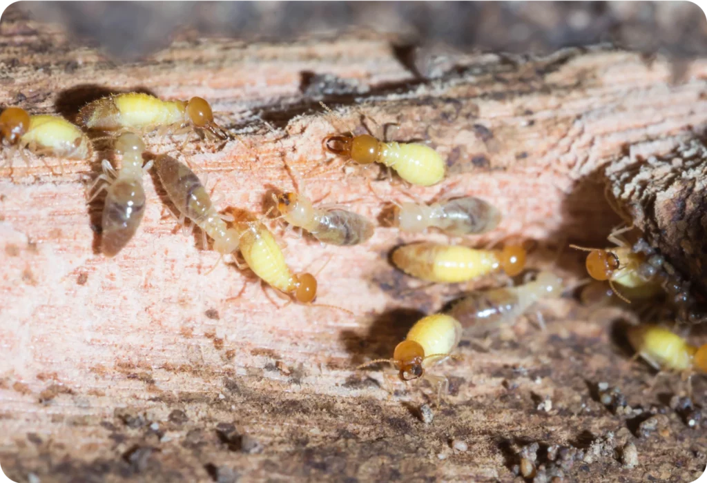 Termite Removal vs Termite Protection in Sydney: What’s the Difference?

