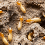 Termite Removal vs Termite Protection in Sydney: What’s the Difference?