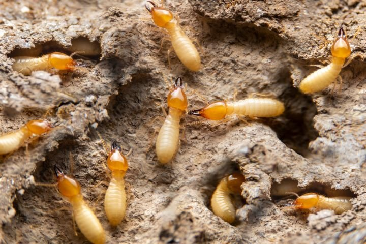 Termite Removal vs Termite Protection in Sydney: What’s the Difference?