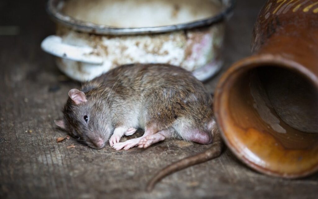 Rodent Control Sydney: How to Tell If You Have Rats or Mice

