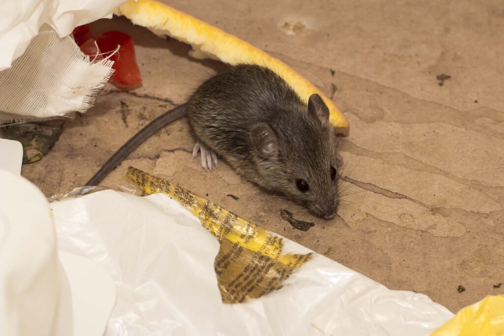 Rodent Control Sydney: How to Tell If You Have Rats or Mice

